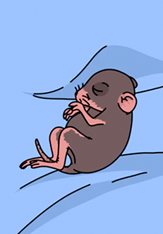 BB_BabyRat